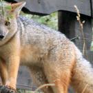 Fox outdoors
